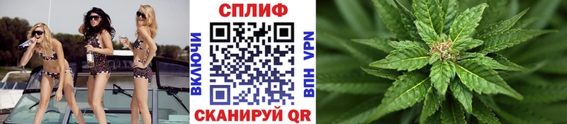 где найти Алексеевка Бошки Шишки сатива